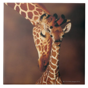 Carreau Girafe adulte avec le veau (camelopardalis de