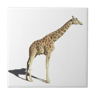 Carreau Giraffe