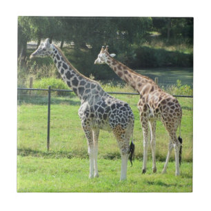 Carreau Giraffes Extraordinaires
