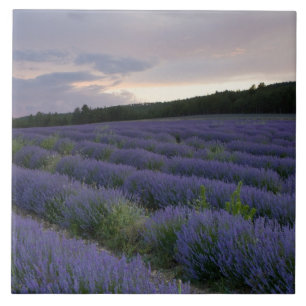 Carreau Gisement de lavande au coucher du soleil