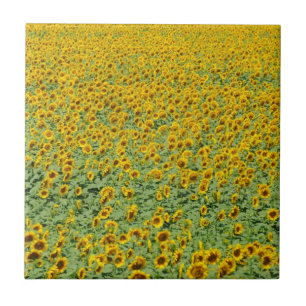 Carreau Gisement jaune de tournesol