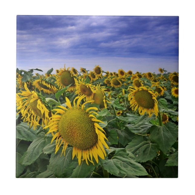 Carreau Gisements de tournesol de la Californie (Devant)