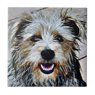 Carreau Glen of Imaal Terrier
