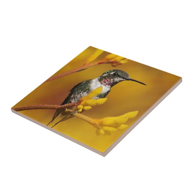 Carreau Golden Glow (Côté)