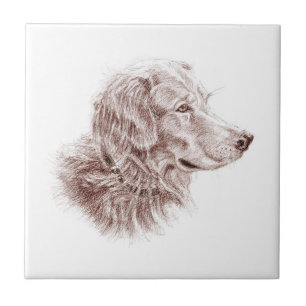Carreau Golden Retriever
