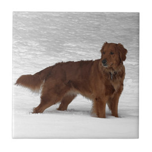 Carreau Golden retriever