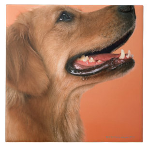 Carreau Golden retriever 7