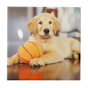 Carreau Golden Retriever avec un jouet de basket
