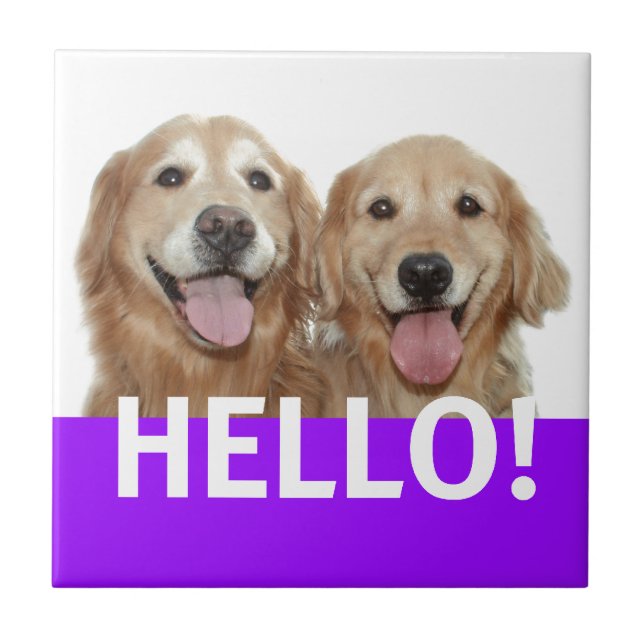 Carreau Golden retriever bonjour (Devant)