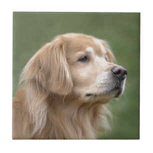 Carreau Golden retriever en plan rapproché