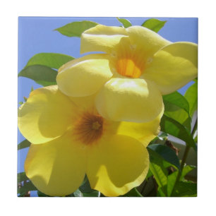 Carreau Golden Trumpet