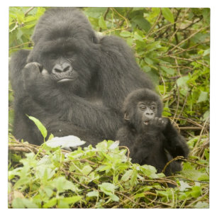 Carreau Gorilla de montagne, Gorilla beringei (anciennemen
