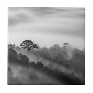 Carreau Grand arbre dans la forêt de pin dans la brume