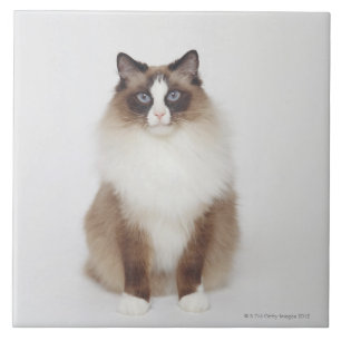 Carreau Grand chat velu