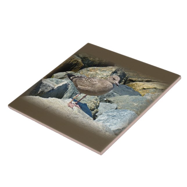 Carreau Grand Goéland à dos noir pour les jeunes (Côté)