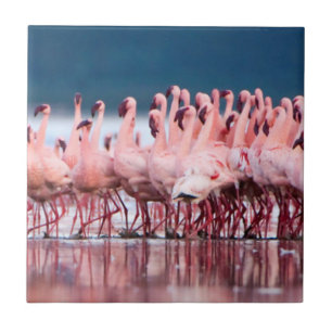 Carreau Grand Groupe de Flamants Nains