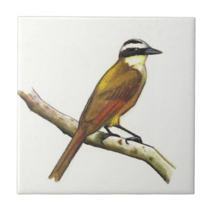 Carreau Grand Kiskadee dans le crayon de couleur : Oiseau