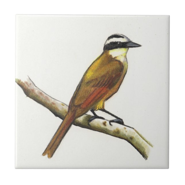 Carreau Grand Kiskadee dans le crayon de couleur : Oiseau (Devant)