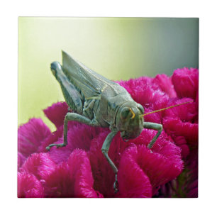 Carreau Grasshopper sur Cockscomb