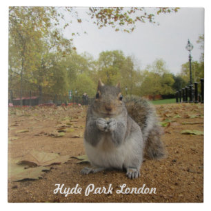 Carreau Gray Squirrel Hyde Park Londres.
