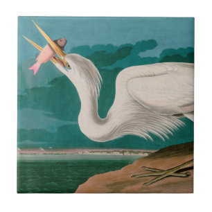 Carreau Great White Heron Birds of America Audubon Imprime