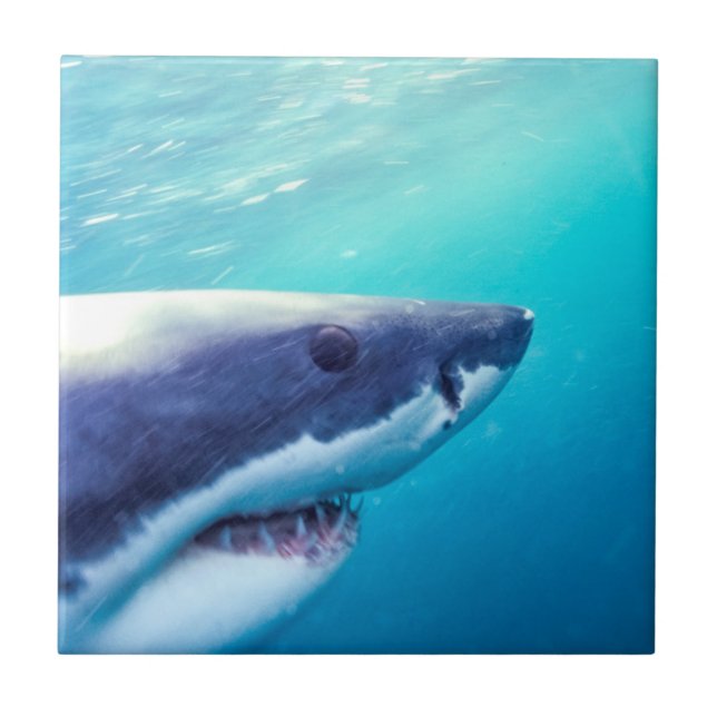Carreau Great White Shark | Afrique du Sud (Devant)