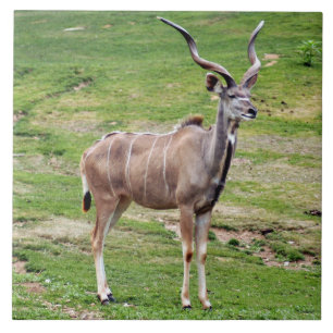 Carreau greater-kudu-4