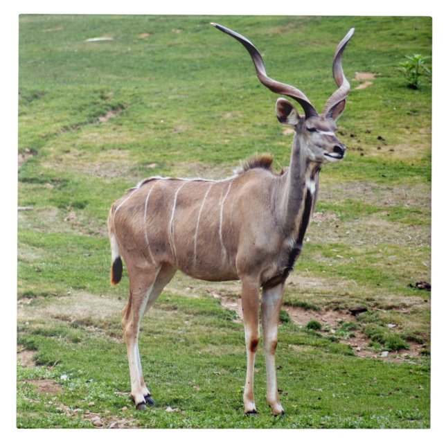 Carreau greater-kudu-4 (Devant)