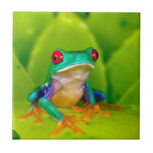 Carreau Grenouille aux yeux rouges, Costa Rica