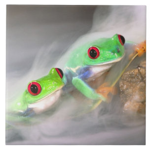 Carreau Grenouille aux yeux rouges dans le brouillard, Aga