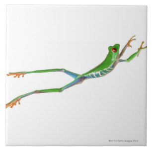 Carreau Grenouille aux yeux rouges saut