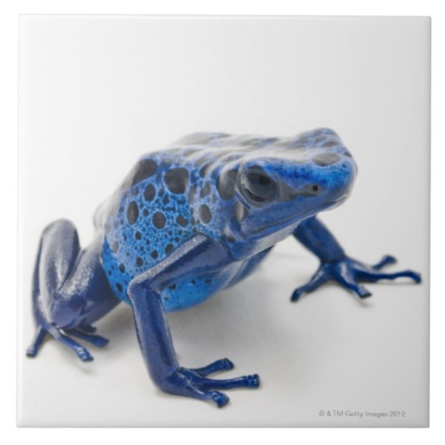 Carreau Grenouille bleue de dard de poison (Dendrobates (Devant)