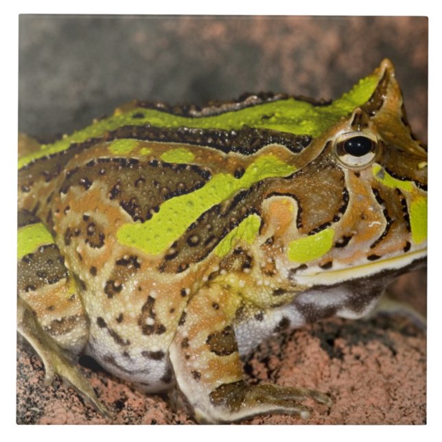Carreau Grenouille corne brésilienne, Ceratophrys cornuta, (Devant)