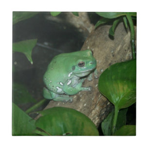Carreau Grenouille d'arbre du blanc, grenouille trapue