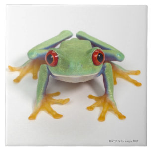 Carreau Grenouille femelle