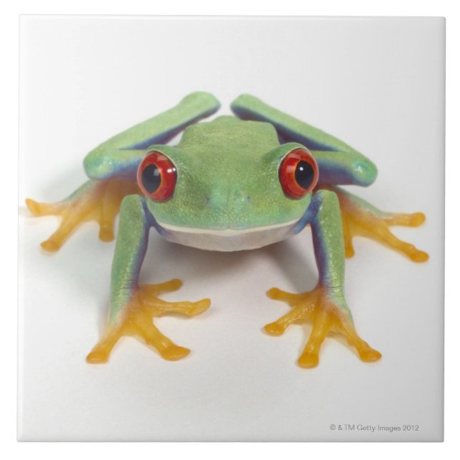 Carreau Grenouille femelle (Devant)