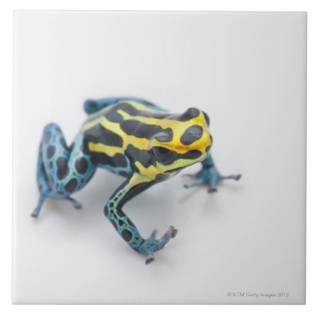 Carreau Grenouille noire, jaune et bleue de dard de poison (Devant)