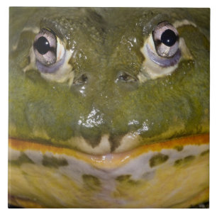 Carreau Grenouille taureau fouisseuse africaine, Pyxicepha