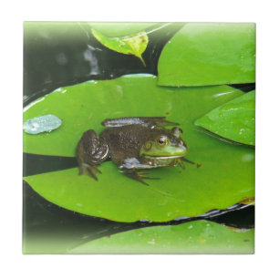 Carreau Grenouille taureau sur Lilypads