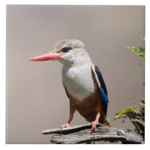 Carreau Grey-Headed Kingfisher