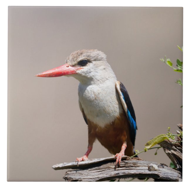 Carreau Grey-Headed Kingfisher (Devant)