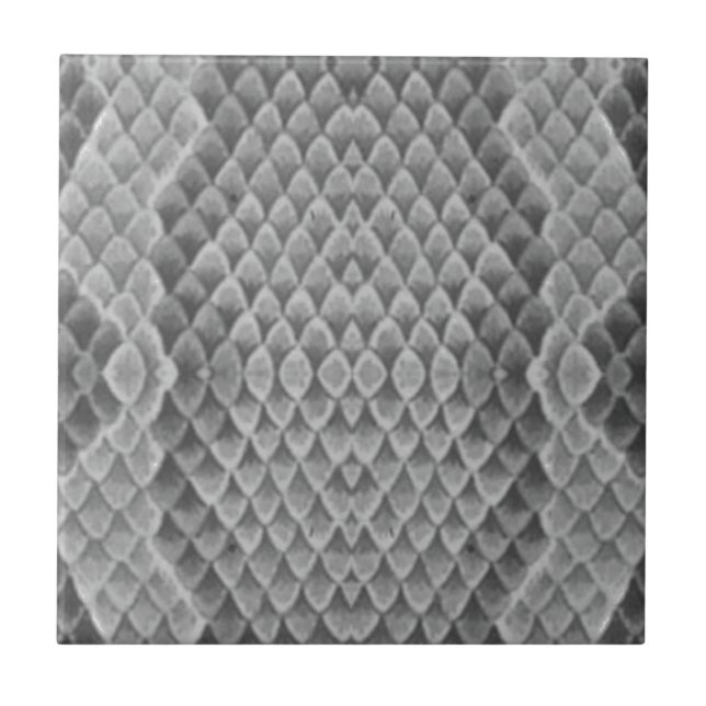 Carreau Grey Snakeskin (Devant)