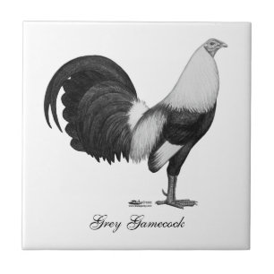 Carreau Gris Duckwing de coq de combat