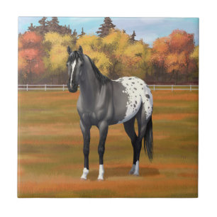 Carreau Gris Grulla Appaloosa Quartier Horse Stallion