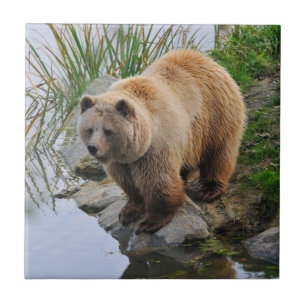 Carreau Grizzly Oear Wildlife Animal Photo