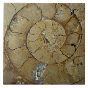Carreau Gros ammonite de la côte jurassique