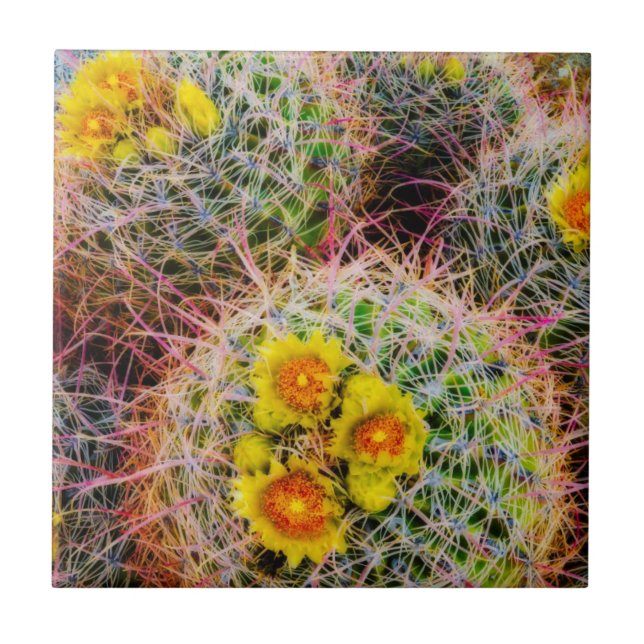 Carreau Gros cactus baril, Californie (Devant)