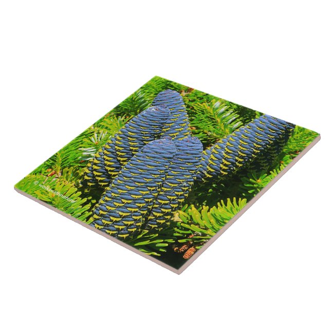 Carreau Gros cônes de sapin coréen bleu (Côté)