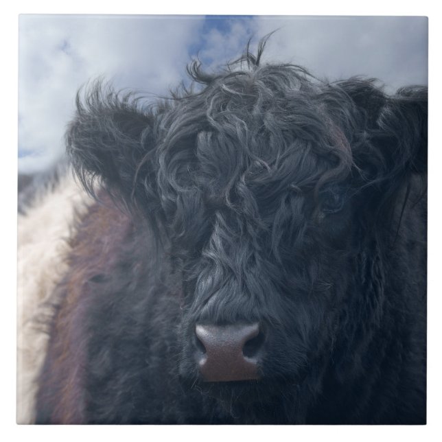 Carreau Gros plan de la vache à ceinture noire et blanche (Devant)