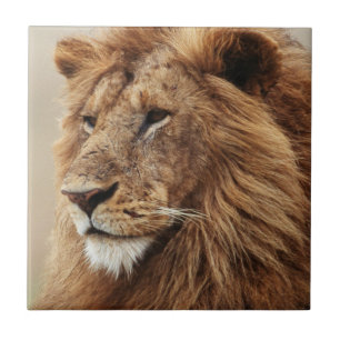 Carreau Gros plan de lion mâle